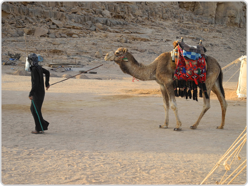 So sieht ein Sieger(preis) aus. So sieht ein Sieger(preis) aus.